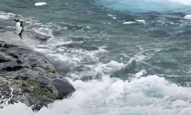Пингвин уплыл под водой от морского леопарда, после чего выпрыгнул на льдину и стал с ним ругаться