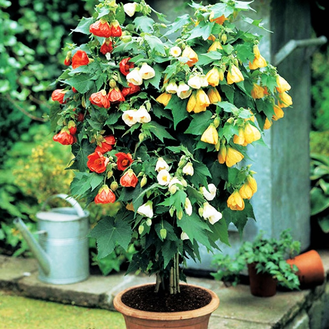 Комнатные растения в интерьере квартиры (112 фото)