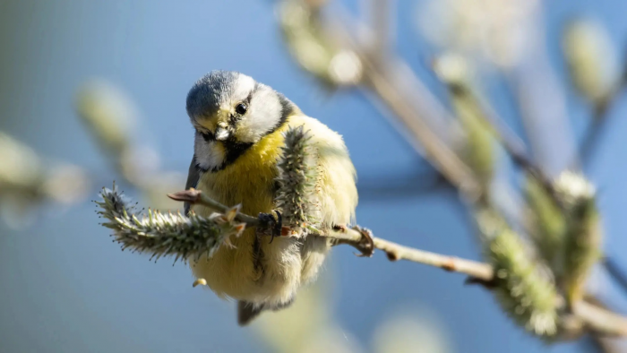 Пять верных признаков: как понять, что весна действительно пришла