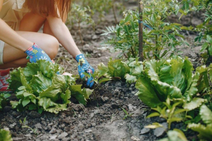 Огородные разочарования: растения, которые не оправдали ожиданий