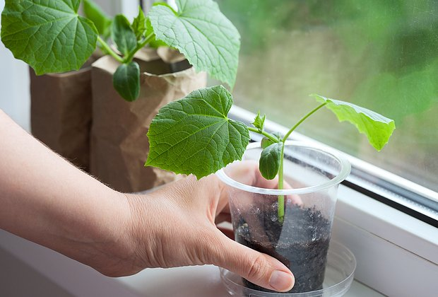 Огород на подоконнике: оборудование, выбор растений, уход. Какие культуры можно вырастить в домашних условиях
