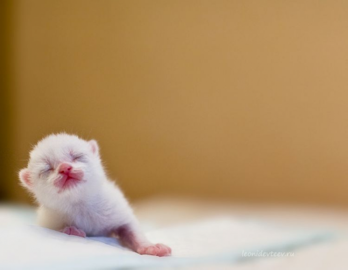15 Фото сиамских котят — легендарных кошечек