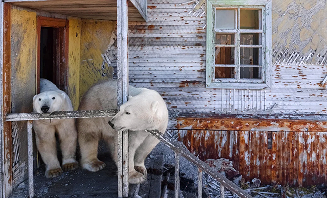 Они смотрят в окна: банда белых медведей захватила советскую базу и живет в домах как люди