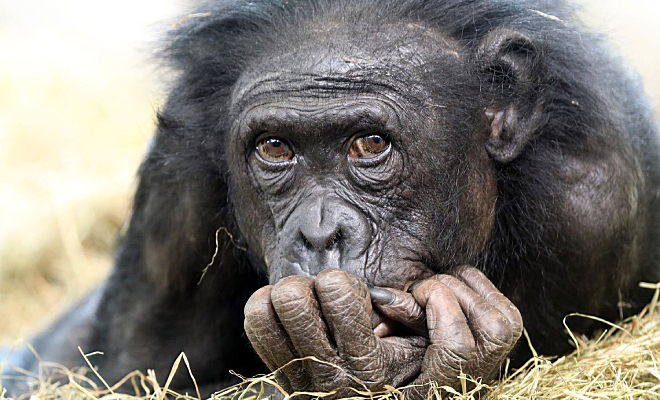 Ученые объяснили, почему на Земле все еще есть обезьяны, раз эволюция продолжается