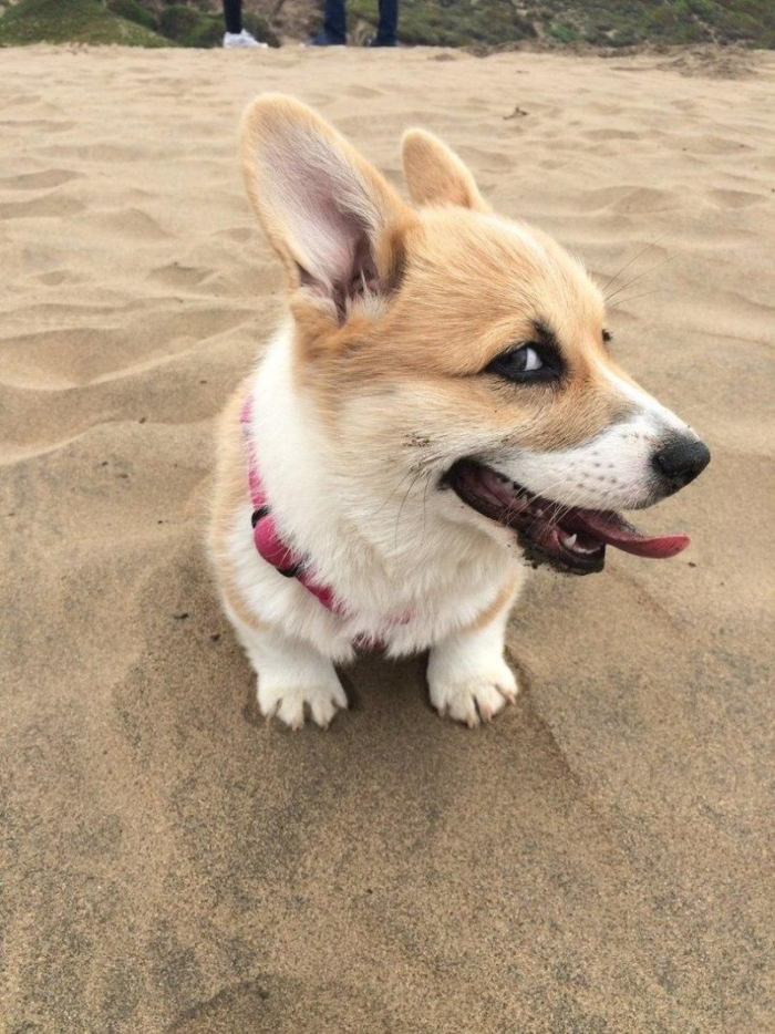 Посмотрите на 25+ фото и видео с самыми забавными ушастыми корги. И как можно быть такими милыми булочками?