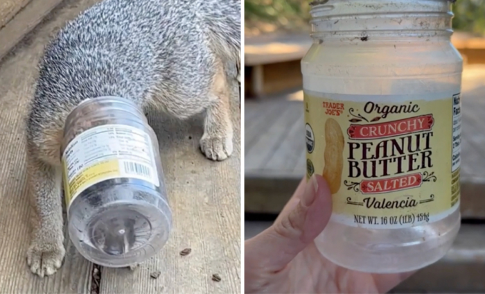 Люди пошли в лес и заметили в кустах движение: лисенок сунул голову в банку и не мог выбраться. Они решили помочь