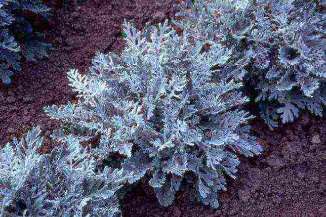 «Седой» цветок или прекрасное комнатное растение цинерария (61 фото)