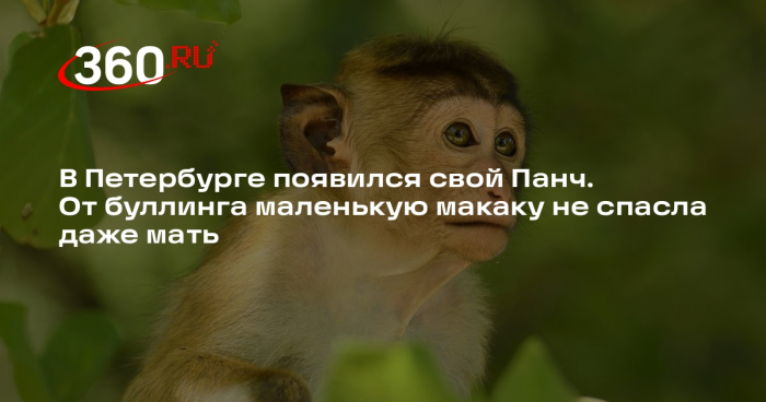 В Ленинградском зоопарке стая не приняла детеныша львинохвостого макака