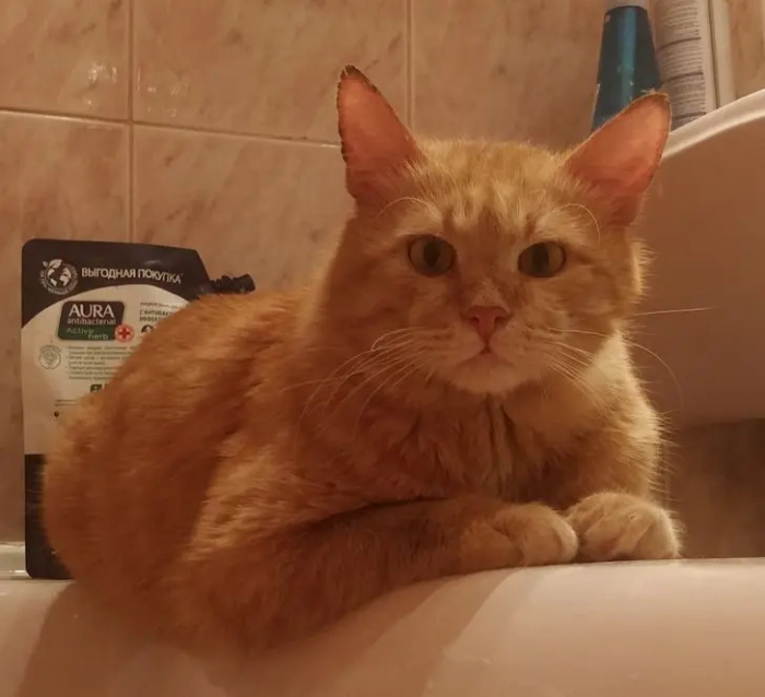 Питомцы, которые не знают границ