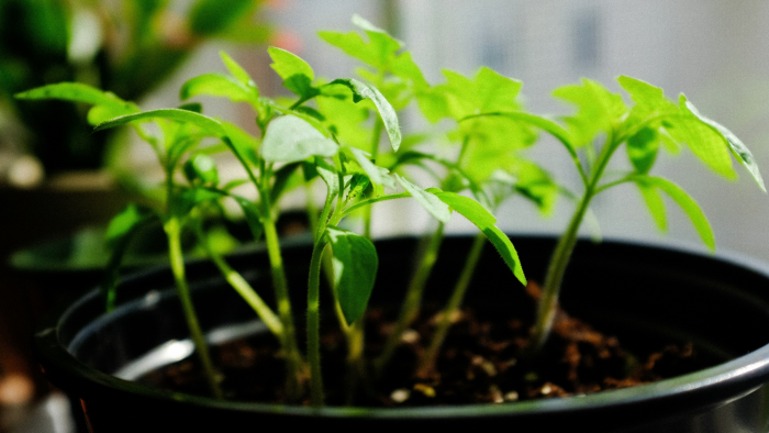Как быстрее увидеть ростки перца: проверенные лайфхаки