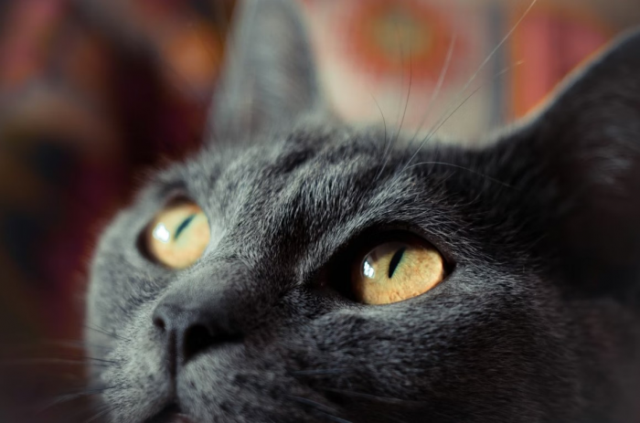 Ученые раскрыли, почему у всех животных разные зрачки