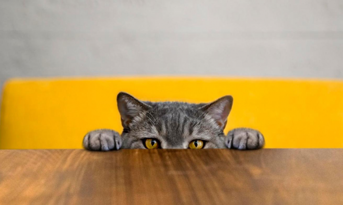 Ветеринар Бен назвал 5 пород кошек, которые никогда бы не завел у себя дома