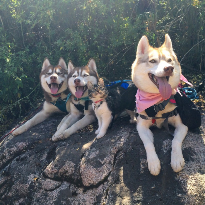 Кошку спасли и вырастили хаски, теперь она думает, что тоже собака: видео