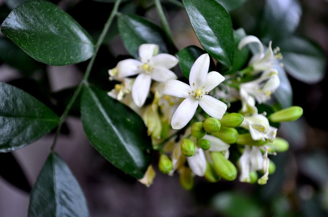 Комнатные растения в интерьере квартиры (112 фото)