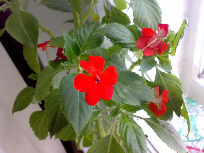 Комнатные растения в интерьере квартиры (112 фото)