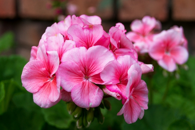 Обереги для дома и их значение (62 фото)