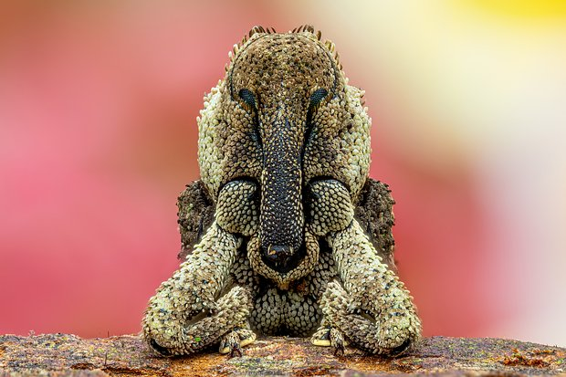 Неземные пейзажи, грибные зомби и нескончаемая борьба за жизнь. Ни на что не похожий мир — на снимках лучших фотографов