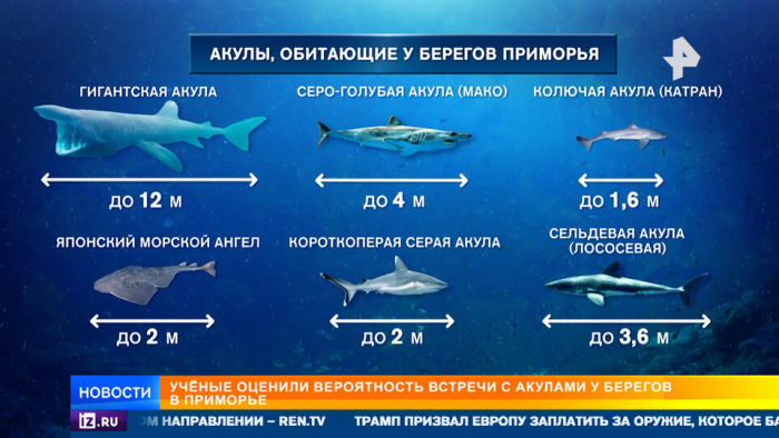 Стаи акул приплыли к берегам Приморья