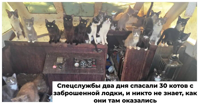 Более 30 котов обнаружили на брошенной лодке при загадочных обстоятельствах