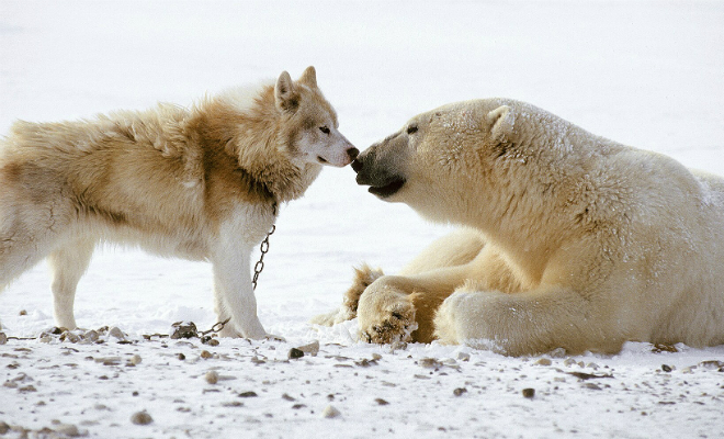 К стае собак подошли белые медведи. Люди ничего не могли поделать, но животные стали играть