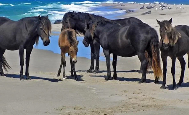 Моряки завезли на остров коней, а потом уплыли. 100 лет спустя люди вернулись и остров изменился