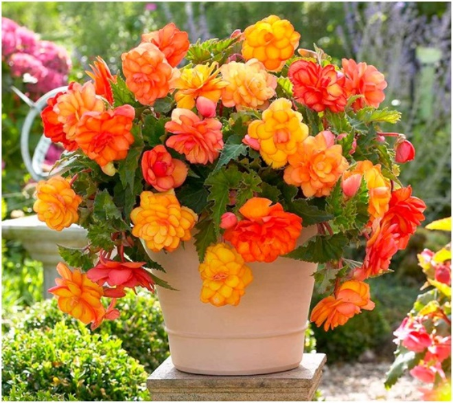 Цветы для спальни: на что обратить внимание при выборе (35 фото)