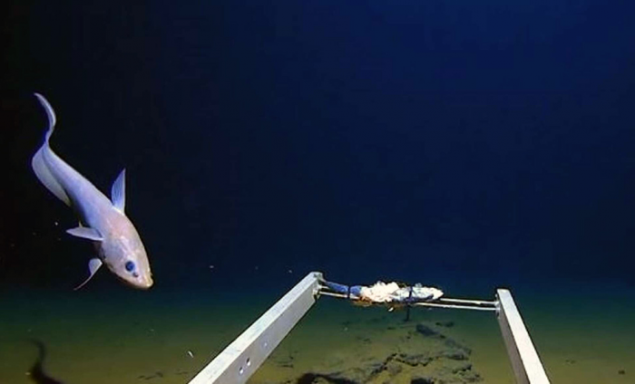 Ученые опустили камеру на дно Марианской впадины и стали ждать. Через час вокруг стали появляться неизвестные существа