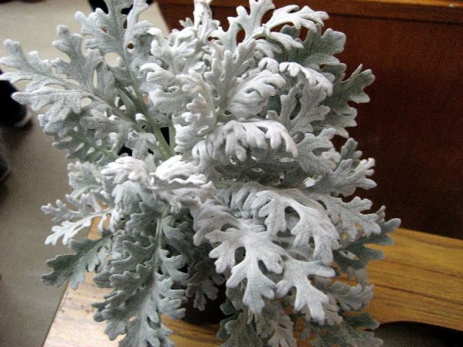 «Седой» цветок или прекрасное комнатное растение цинерария (61 фото)