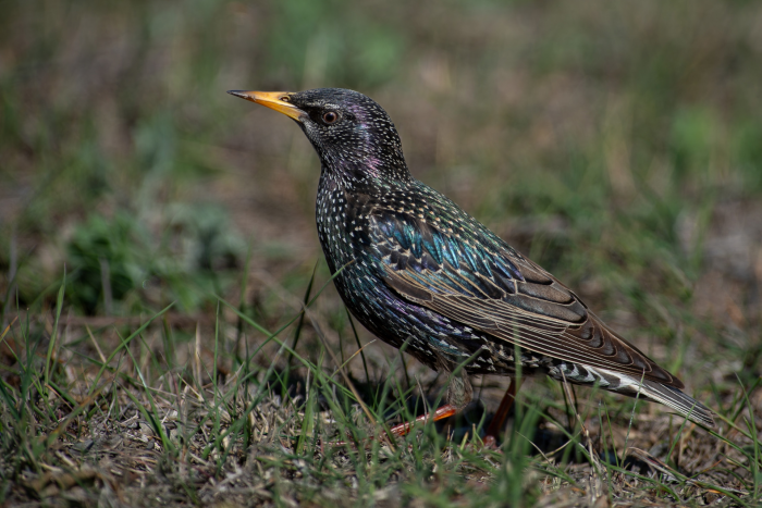 Записки астраханского натуралиста. Скворцы, вестники весны
