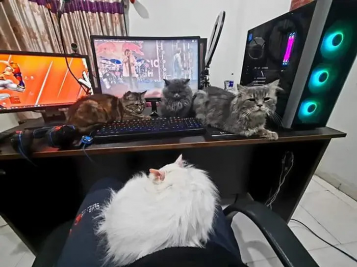 Питомцы, которые не знают границ