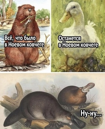 Ной не ныл и ты не Ной!