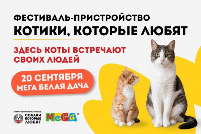 Котокот недели: возьмите из приюта аристократичного Барона или божественную Афину