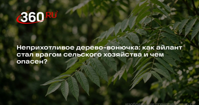 Биолог Сафонов: айлант опасен аллергической пыльцой и быстрорастущими корнями