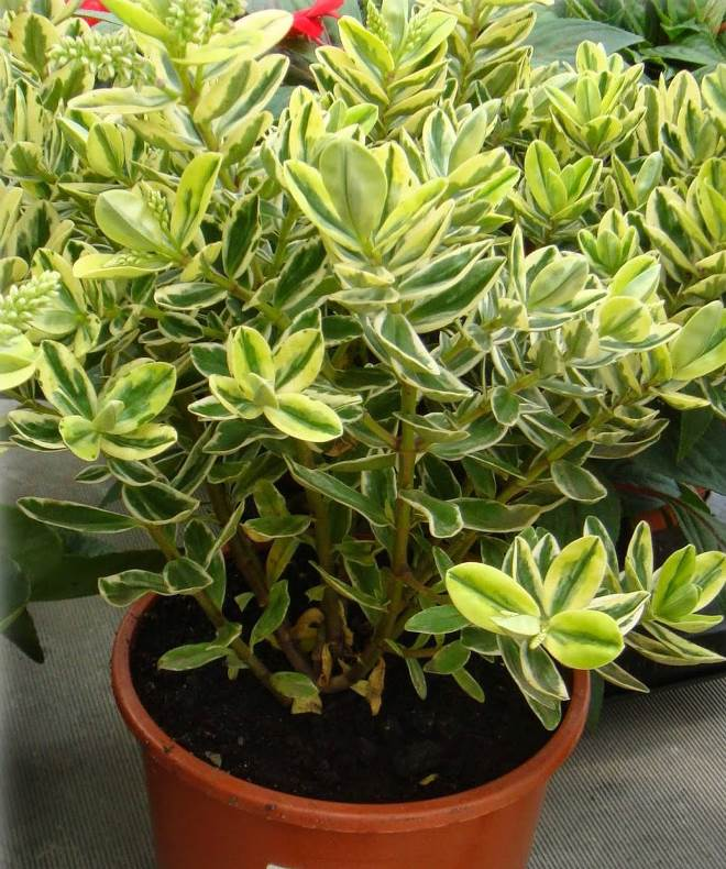 Комнатные растения в интерьере квартиры (112 фото)