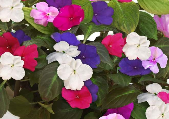 Комнатные растения в интерьере квартиры (112 фото)