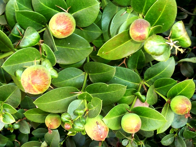 Комнатные растения в интерьере квартиры (112 фото)