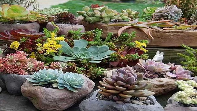 Палисадник перед домом: размер, стиль, выбор растений (80 фото)