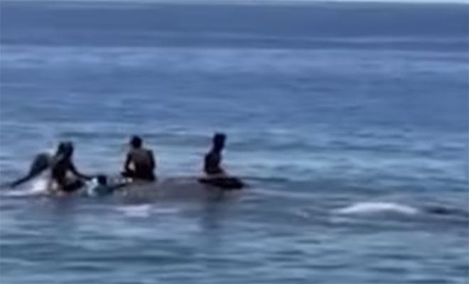 Видео из деревни в Индонезии. Дети плавают с гигантским кашалотом и катаются со спины как с горки