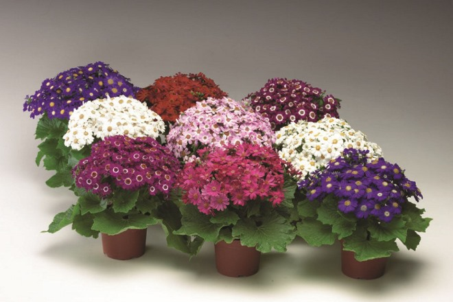 «Седой» цветок или прекрасное комнатное растение цинерария (61 фото)