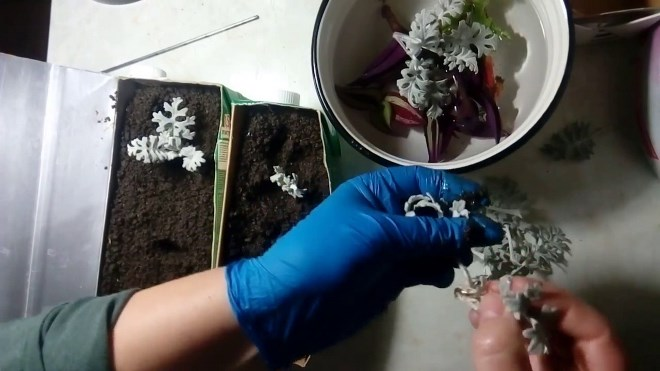 «Седой» цветок или прекрасное комнатное растение цинерария (61 фото)