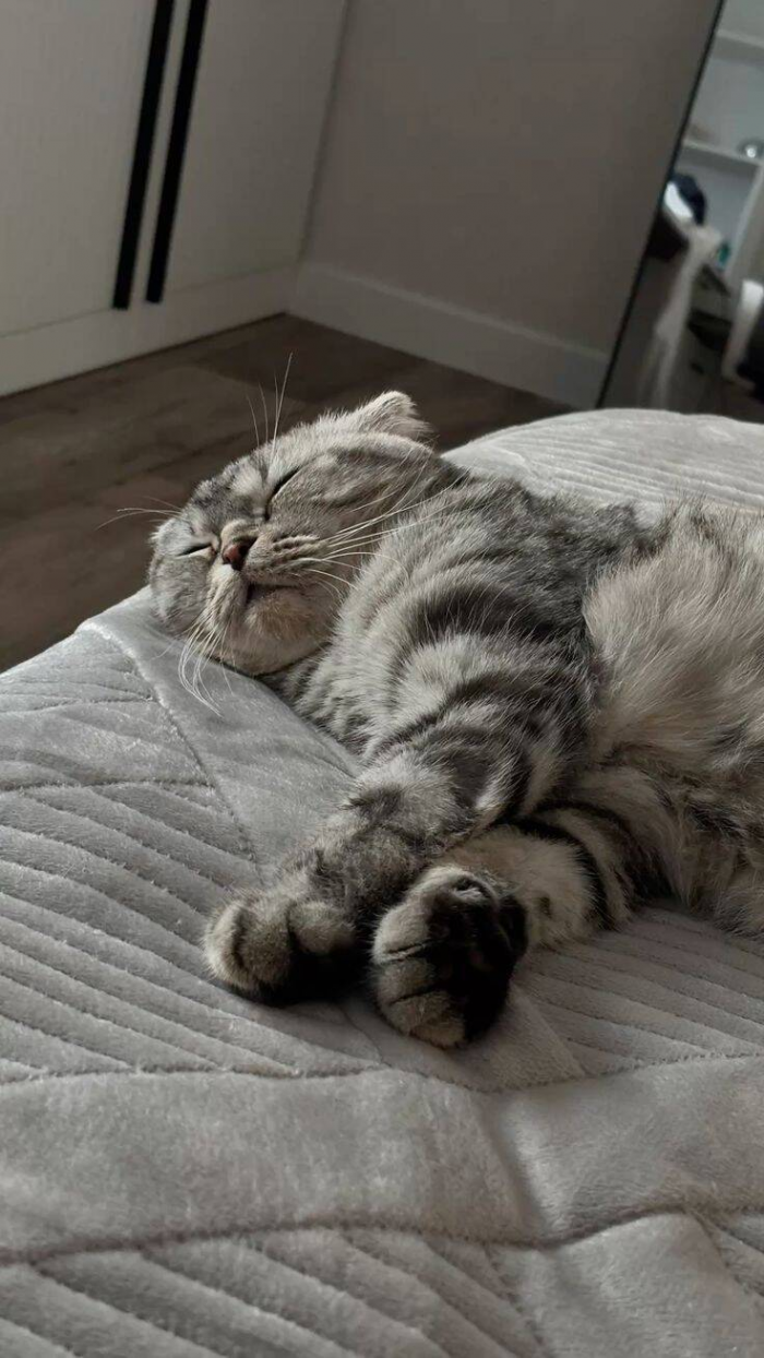 Почему кошки топчут лапками и урчат: особенности поведения