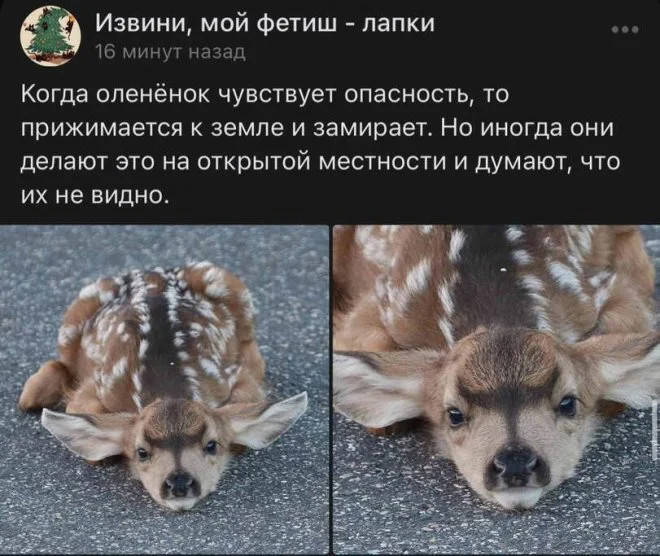 Колкие комментарии, которые как острый соус приправляют сам пост