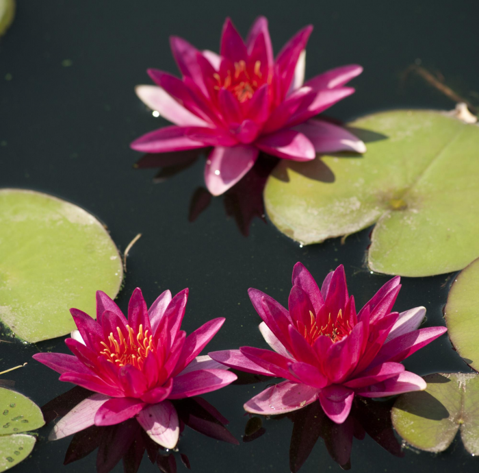 Идеи для сада: простые и оригинальные варианты (65 фото)