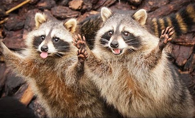 Еноты построили живую цепь, чтобы поднять сородича наверх с дороги