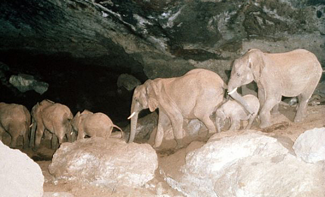 Работники нацпарка в Африке заметили, что слоны уходят ночью в пещеру и решили за ними проследить