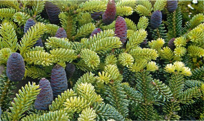 Хвойные растения для сада: выбираем самые неприхотливые культуры (65 фото)