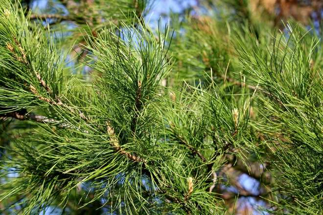 Хвойные растения для сада: выбираем самые неприхотливые культуры (65 фото)