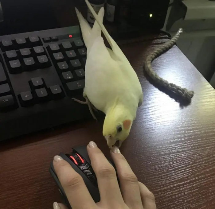 Питомцы, которые не знают границ