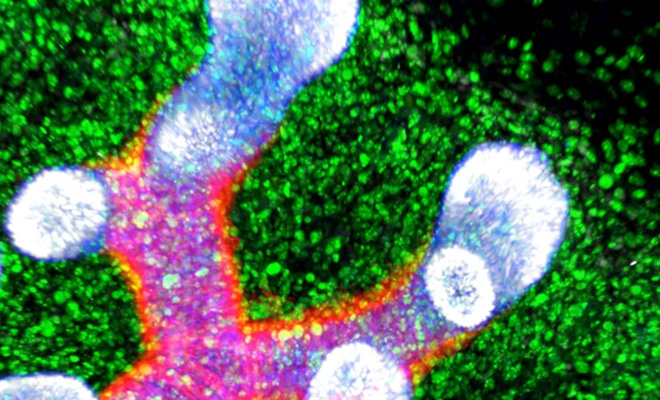 Биологи раскрыли механизм долголетия: роботы научили здоровые клетки делиться энергией