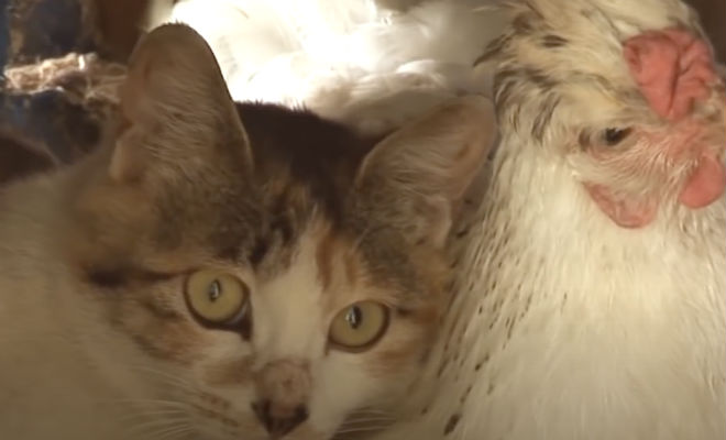 Курица вела себя странно и фермер решил последить за ней. Птица приютила котят и спрятала их в курятнике